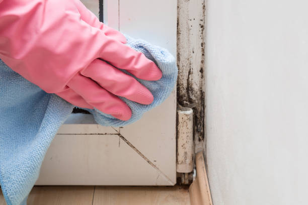 Best Commercial Mold Removal  in Osceola Mills, PA